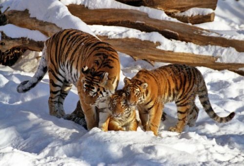 "Президентские" тигры встретили зиму 