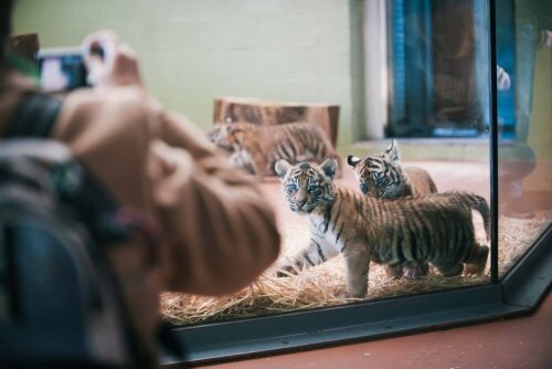 Тигрята-тройняшки из зоопарка Такомы, штат Вашингтон