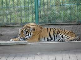 Резвый тигр отправлен сафари-парк Приморья