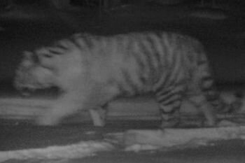 В Приморье тигрица сделала видеоселфи для блога учётчика тигров