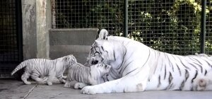 Посетителям аргентинского зоопарка впервые показали новорожденных белых тигрят