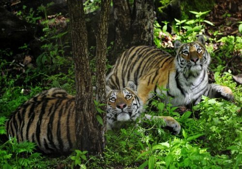 На Дальнем Востоке началась перепись амурских тигров