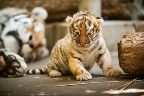 Цирковая тигрица родила трёх тигрят во время гастролей в Томске