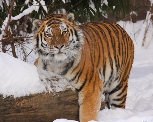 Любители бега могут «посоревноваться» с амурским тигром