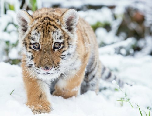 Минприроды и WWF договорились о стратегии сохранения амурского тигра