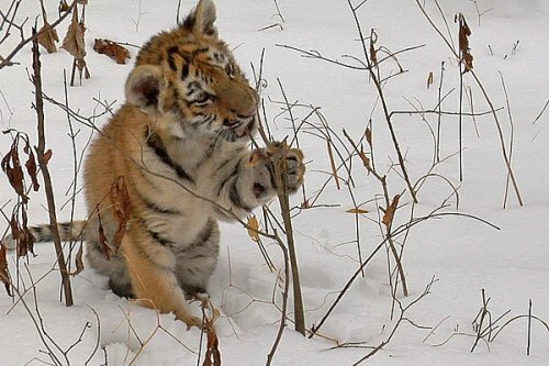 В Китае впервые самка амурского тигра с котятами попала в объектив фотоловушки