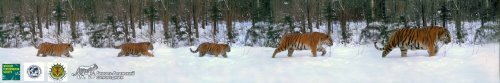 В Приморье фотоловушка засняла уникальное тигриное семейство
