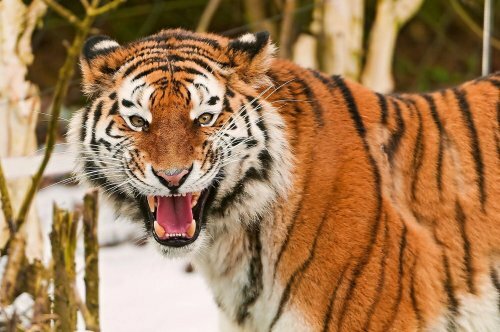 Глаза в глаза амурским тиграм
