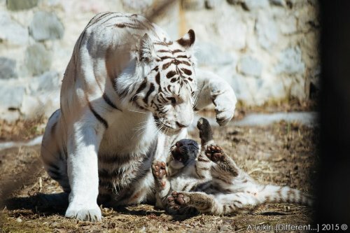 Белый тигренок с мамой в Новосибирском зоопарке