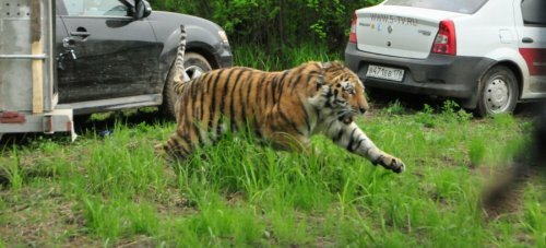 В Хабаровском крае выпустили обратно в дикую природу тигра Упорного