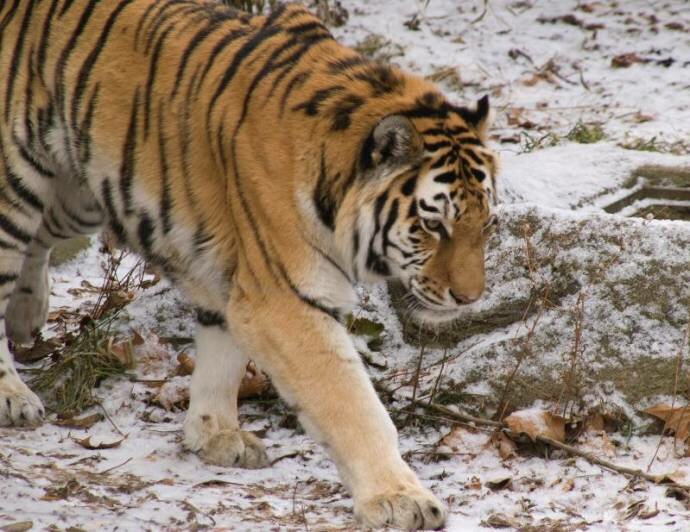 Тигр Упорный, выпущенный в дикую природу, успешно охотится