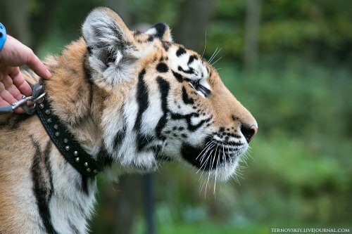 Тигренок Мир из Украины взят под опеку фондом "Амурский тигр"