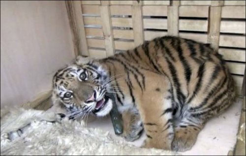Спасенного из рук контрабандистов тигренка привезли в Москву