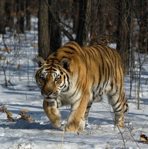WWF запускает кампанию по спасению амурского тигра