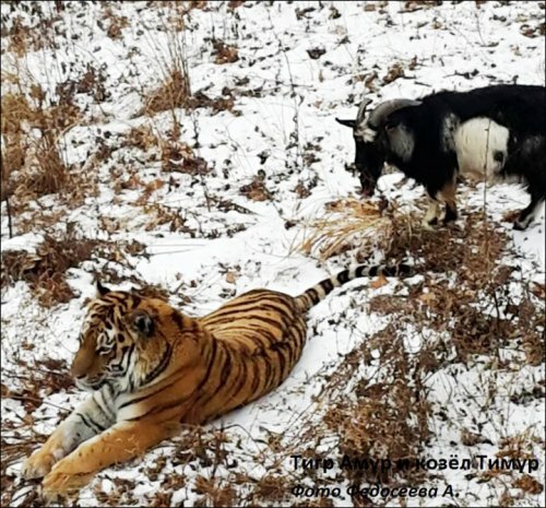 Амурский тигр подружился с отданным ему на съедение козлом
