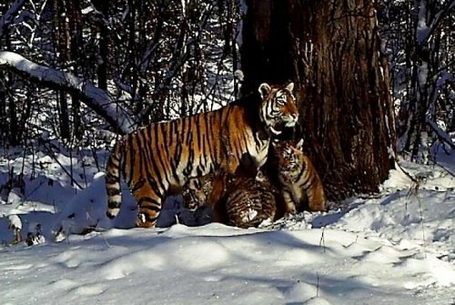 Выпущенная на волю в 2013 году тигрица Золушка стала мамой двух тигрят