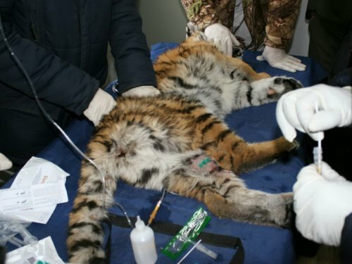 Тигренок, найденный у «Земли леопарда», постепенно идет на поправку