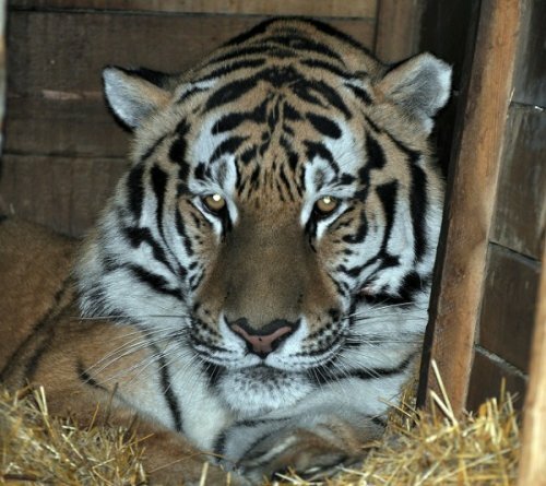 Тигр Устин из Ростовского зоопарка перебрался в открытый вольер