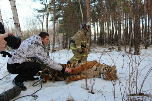 В Воронеже поймали тигра