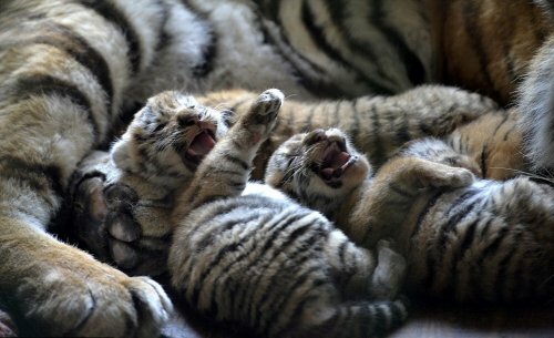 Китайский зоопарк показал четырех недельных амурских тигрят