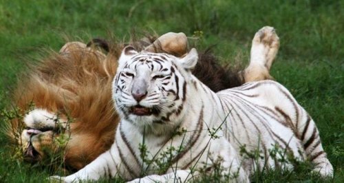 Любовь не знает границ: лев и тигрица живут вместе