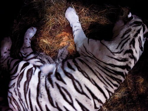 В Московском зоопарке родились редчайшие белые тигрята