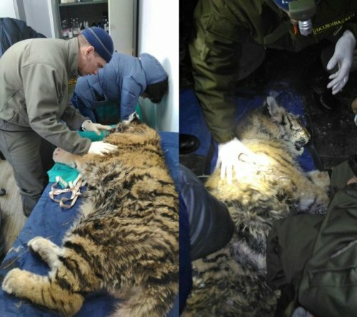 В Приморье раненый браконьерами тигренок идет на поправку