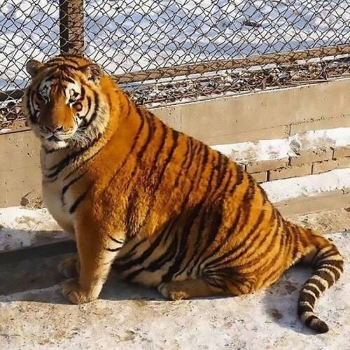 Китай удивил мир тиграми - "колобками"
