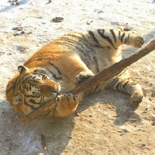 Китай удивил мир тиграми - "колобками"