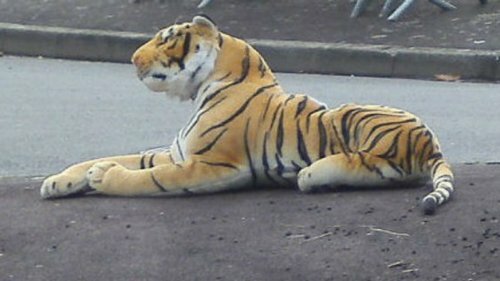 Осиротевших тигрят спасла плюшевая "мама"