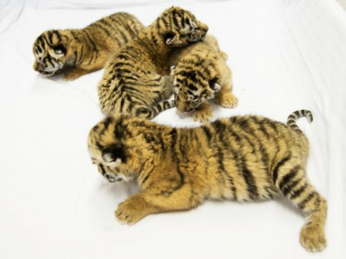 В сочинском санатории мопсы "усыновили" тигрят (фото)