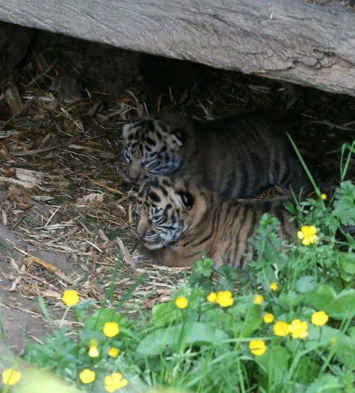 Тигрята-близнецы из Честера