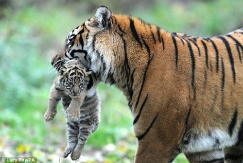 Тигрица показала тигренку «кузькину мать» (фото)