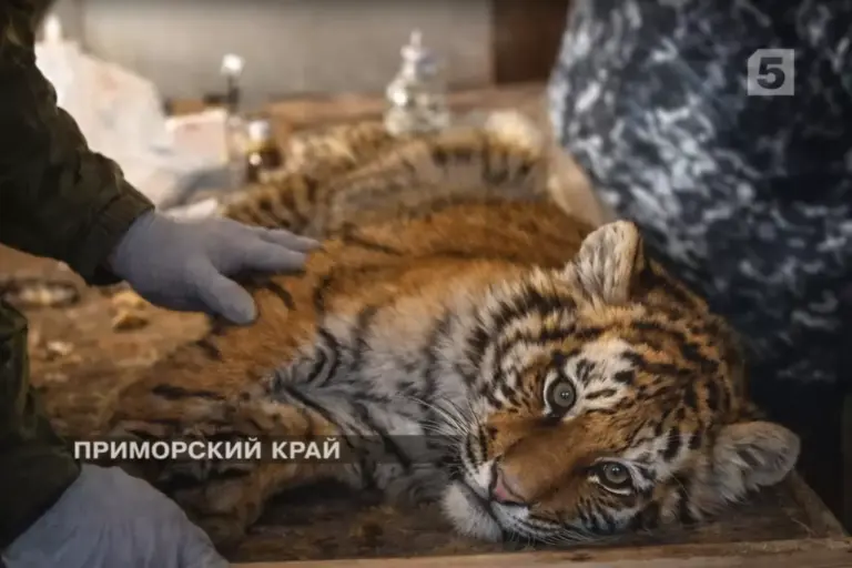 Детский дом для тигрят – в личном гараже инспектора по охране природы…