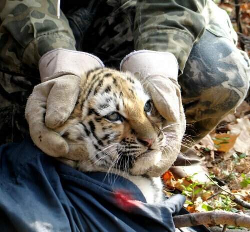 Про тигрицу Таню – дочь Лиды