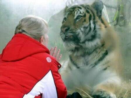 Тигр Глобус