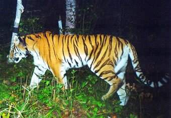 Ночной портрет в таёжном интерьере