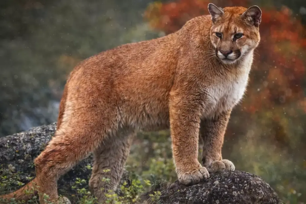 Позывные для пумы