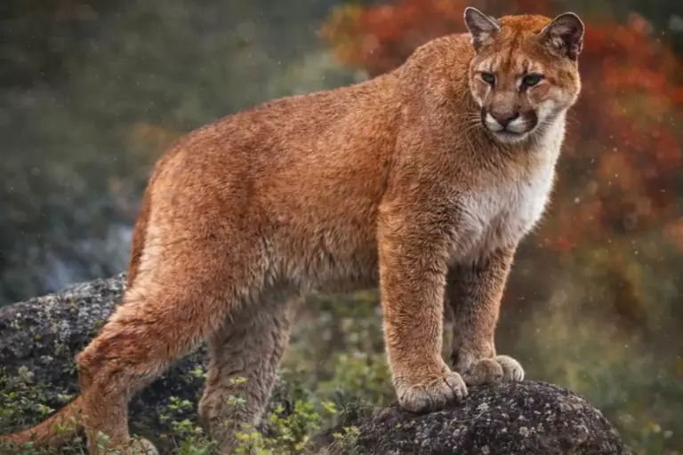 Позывные для пумы