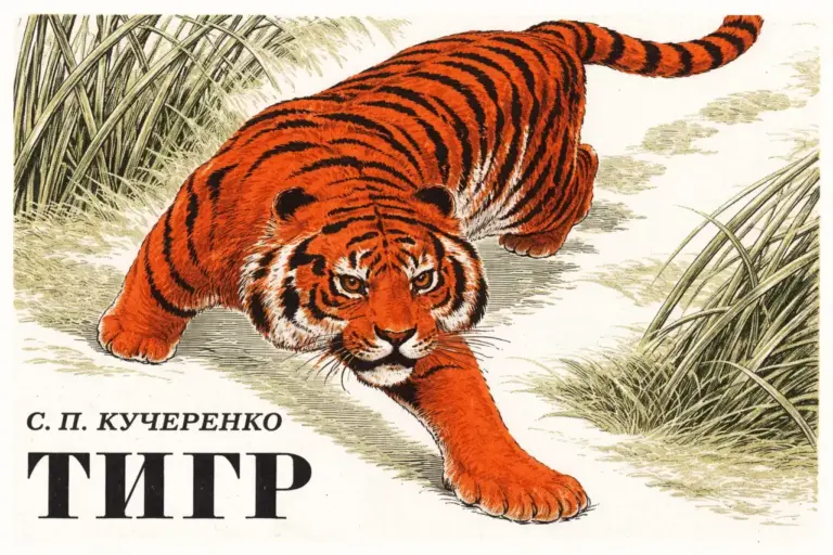 С.П. Кучеренко — Тигр
