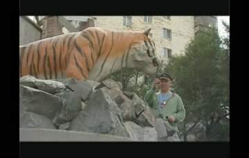 «Приморье with love» с Иваном Панфиловым. Уссурийский тигр.