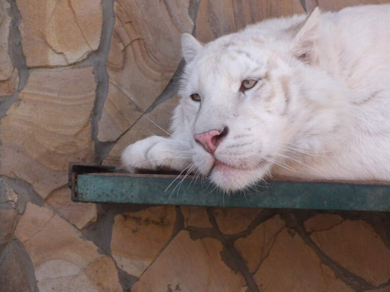 Белые тигры и чёрные пантеры