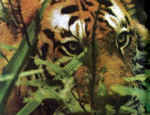 Тигр нужен живым!