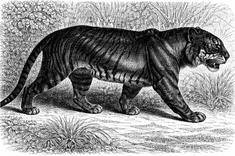 Тигр по Альфреду Брему