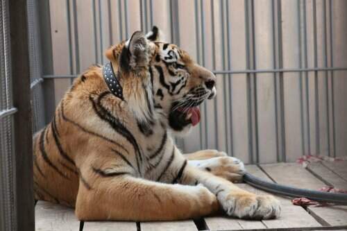 1402569298_ffaafcc71a2fa01bf45163d100a44d59