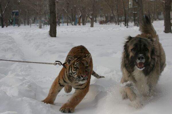 55cf78f991a99a3e90894da8c9f4c606