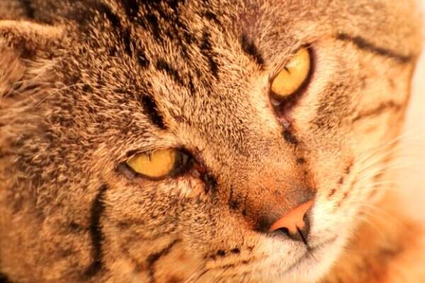 WWF ОБЪЯВИЛ КОШАЧИЙ ФОТОКОНКУРС РАДИ СПАСЕНИЯ ТИГРОВ