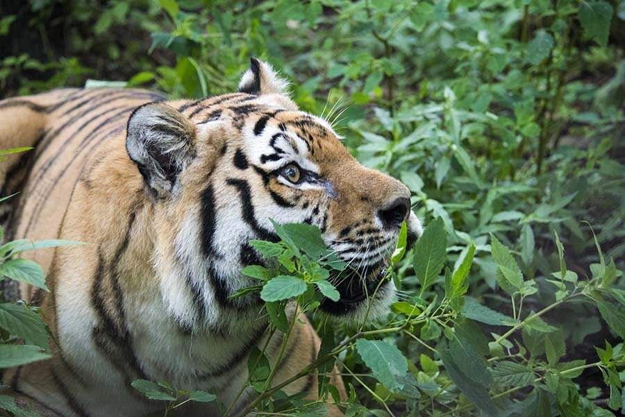 Убежище таежного царя