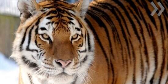 Рижская тигромания