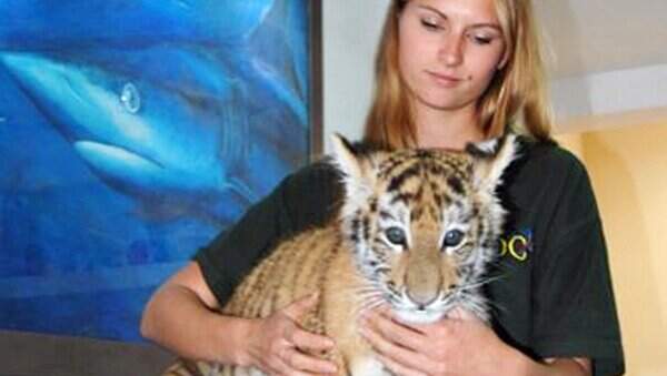 Первый амурский тигр-киприот чувствует себя хорошо